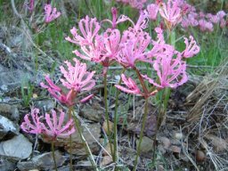 Nerine humilis naked scapes, no leaves